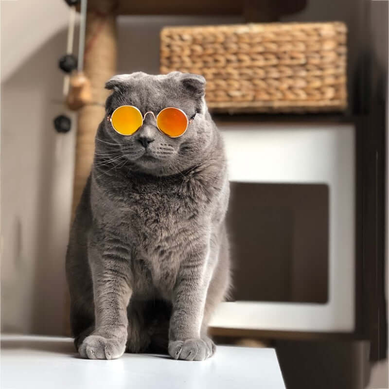 Cat Sunglasses for Pets – Trendy UV Protection Kitty Shades