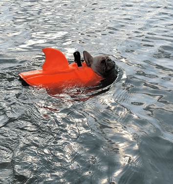 Dog Life Jacket – Safe Comfortable Pet Floatation Vest