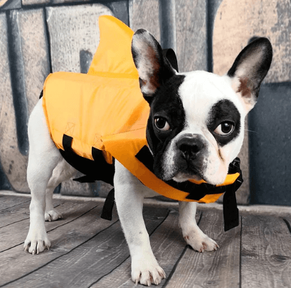 Dog Life Jacket – Safe Comfortable Pet Floatation Vest