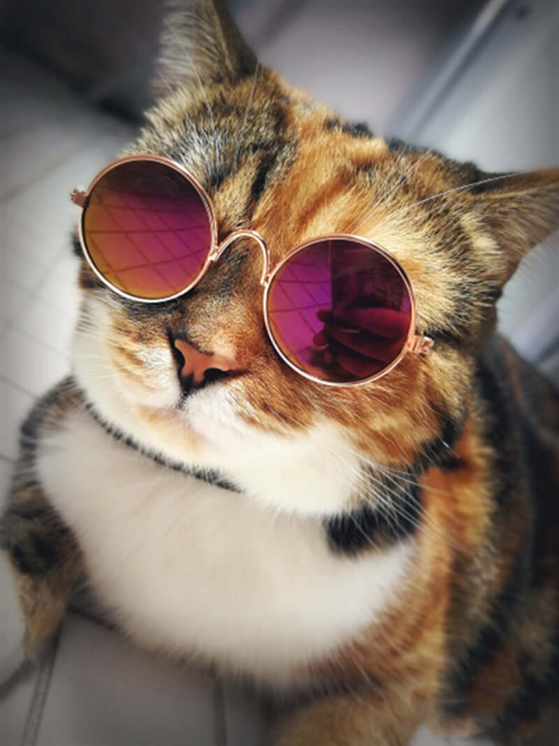 Cat Sunglasses for Pets – Trendy UV Protection Kitty Shades