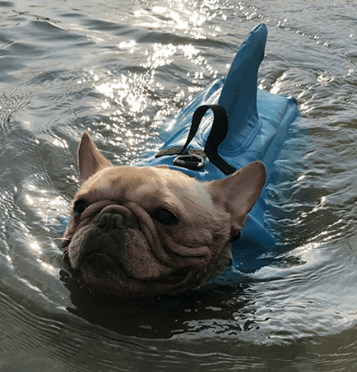 Dog Life Jacket – Safe Comfortable Pet Floatation Vest
