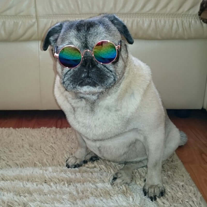 Cat Sunglasses for Pets – Trendy UV Protection Kitty Shades