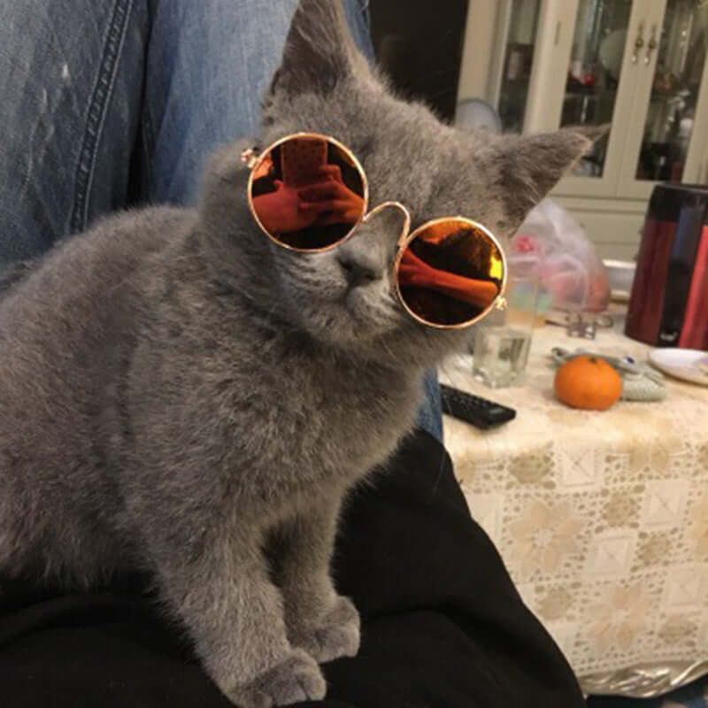 Cat Sunglasses for Pets – Trendy UV Protection Kitty Shades