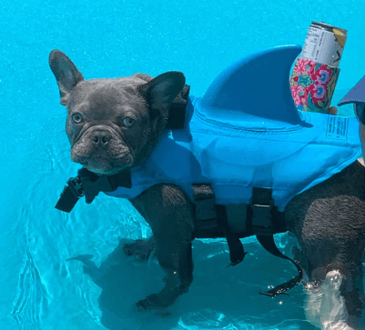 Dog Life Jacket – Safe Comfortable Pet Floatation Vest