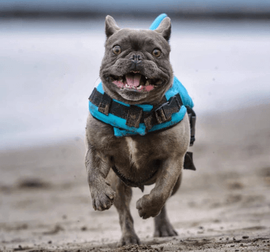 Dog Life Jacket – Safe Comfortable Pet Floatation Vest