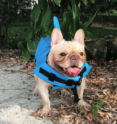 Dog Life Jacket – Safe Comfortable Pet Floatation Vest