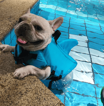 Dog Life Jacket – Safe Comfortable Pet Floatation Vest