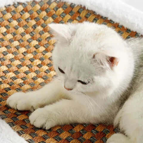 Cat Bed Scratcher Cave - Cozy Durable Cat Furniture