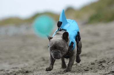 Dog Life Jacket – Safe Comfortable Pet Floatation Vest