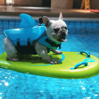 Dog Life Jacket – Safe Comfortable Pet Floatation Vest
